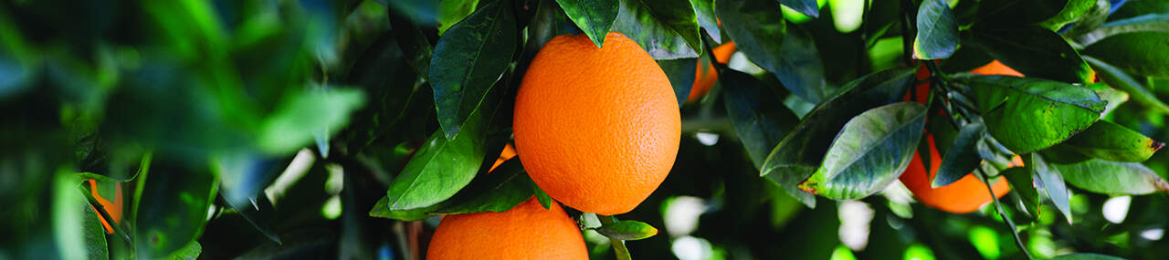 Oranges_Section-2.jpg